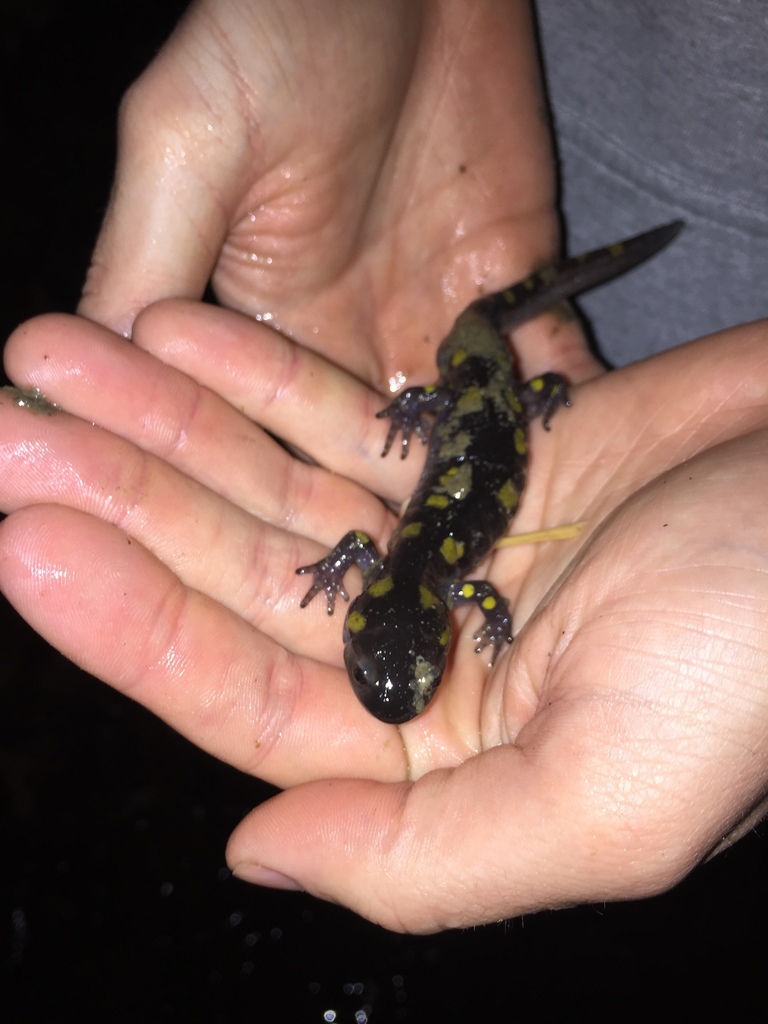 Spotted Salamander from State Forest Connell Rd, Charleston, WV, US on February 22, 2018 at 10