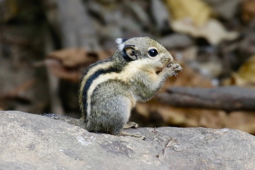 Himalayan Striped Squirrel, photo 2 of 10