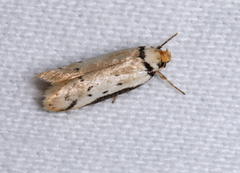 Philobota thiocrossa