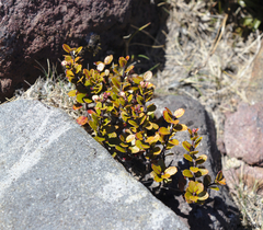 Gaultheria colensoi