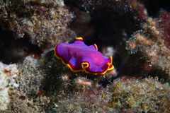 Pseudoceros ferrugineus