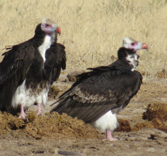 Trigonoceps occipitalis