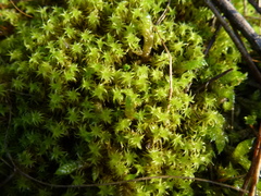 Leptodontium paradoxum