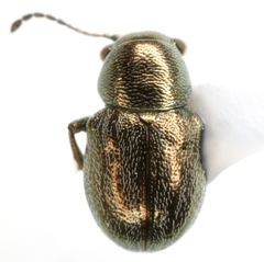Graphops curtipennis