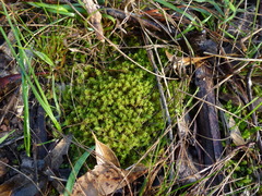 Leptodontium paradoxum