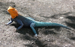Agama kirkii