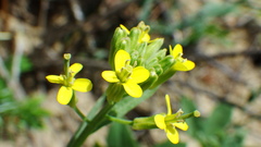 Erysimum inconspicuum