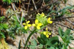 Erysimum inconspicuum