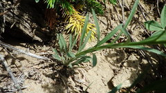 Erysimum inconspicuum