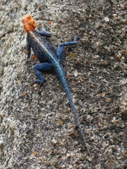 Agama kirkii