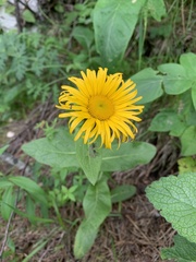 Pentanema orientale