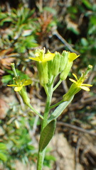 Erysimum inconspicuum