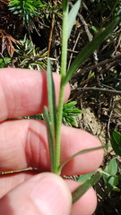 Erysimum inconspicuum