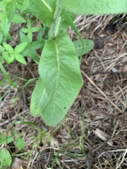 Pentanema orientale