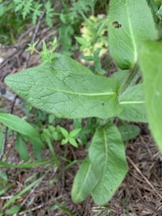 Pentanema orientale