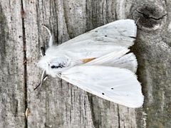 Spilosoma urticae