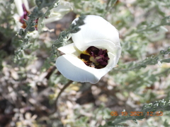 Calochortus bruneaunis
