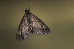 Evergestis limbata