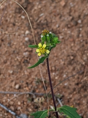 Sigesbeckia australiensis