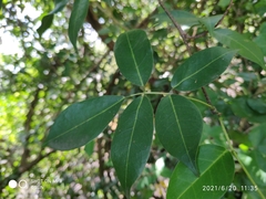 Derris trifoliata