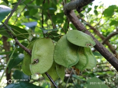 Derris trifoliata