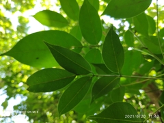 Derris trifoliata