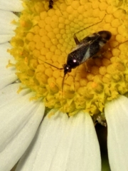 Plagiognathus obscurus