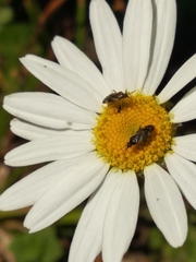 Plagiognathus obscurus