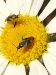 Plagiognathus obscurus