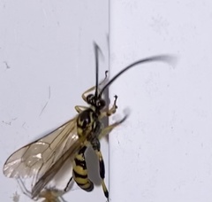Ichneumonina