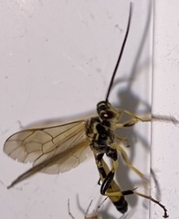 Ichneumonina