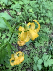 Lilium kesselringianum