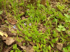 Myosotis krylovii