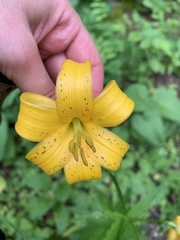 Lilium kesselringianum