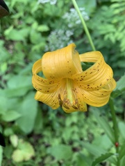 Lilium kesselringianum