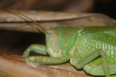 Pseudophyllanax imperialis