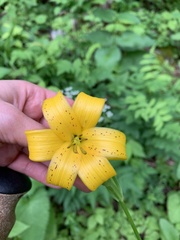 Lilium kesselringianum