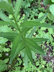 Lilium kesselringianum