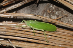 Pseudophyllanax imperialis
