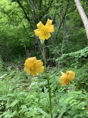 Lilium kesselringianum