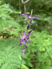 Asyneuma campanuloides