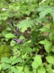 Asyneuma campanuloides