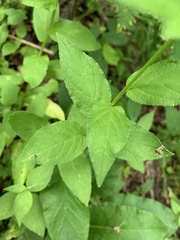 Asyneuma campanuloides