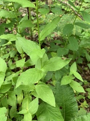 Asyneuma campanuloides