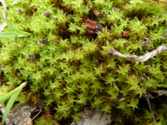 Leptodontium paradoxum