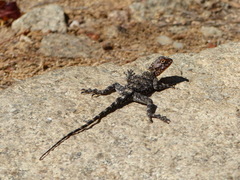 Agama kirkii