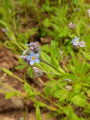 Myosotis krylovii