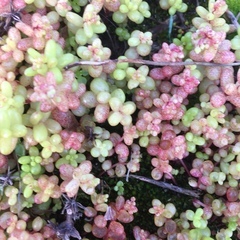 Sedum caeruleum
