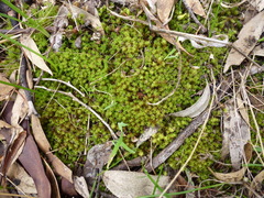 Leptodontium paradoxum