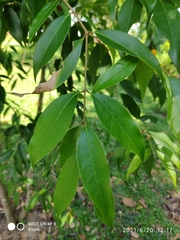 Olea brachiata